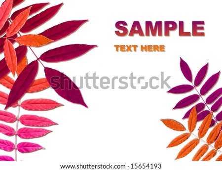Autumn floral design in warm colors with beautiful leaves isolated on white  and pleace for your text or image