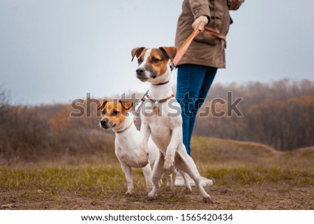 Two dogs of the Jack Russell breed, a girl walks on leashes in the park in the fall.