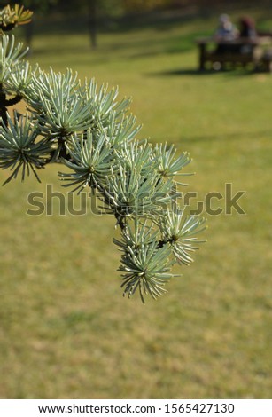 pine tree branch with cones in the garden