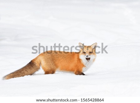 Red fox Vulpes vulpes isolated on white background with a bushy tail hunting in the freshly fallen snow in Algonquin Park in Canada