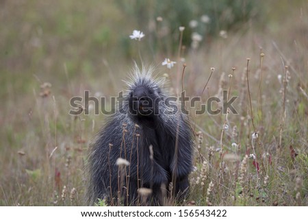 porcupine in field