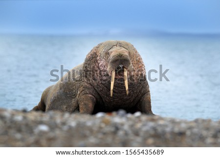 Walrus on the sand beach, going from the sea water. Detail portrait of Walrus with big white tusk, Odobenus rosmarus, big animal in nature habitat on Svalbard, Norway. Detail portrait.
