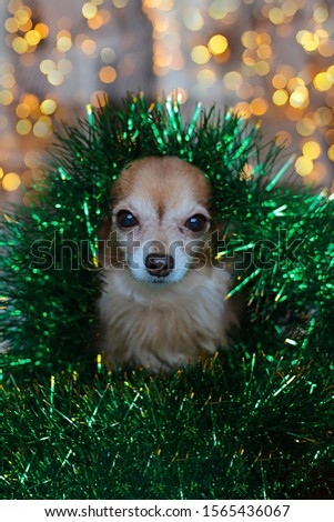 Red-haired funny dog ​​Chihuahua New Year mood bokeh garland, a puppy smiles and enjoys the New Year holiday