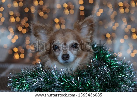 Red-haired funny dog ​​Chihuahua New Year mood bokeh garland, a puppy smiles and enjoys the New Year holiday