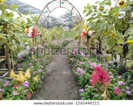 Garden path in beautiful summer garden. Sunflower garden, Bantul, Yogyakarta, Indonesia.