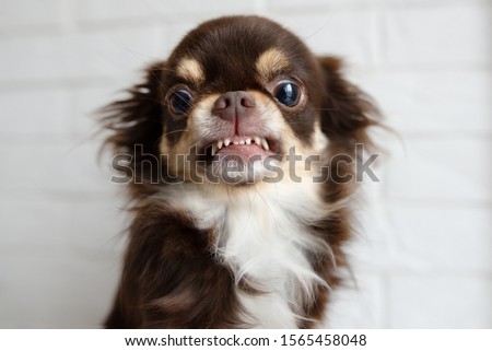 aggressive chihuahua dog snarling and looking angry Royalty-Free Stock Photo #1565458048