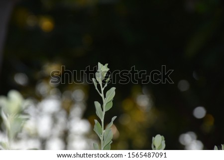 Pictures of trees and green grass in nature on a blurred background
