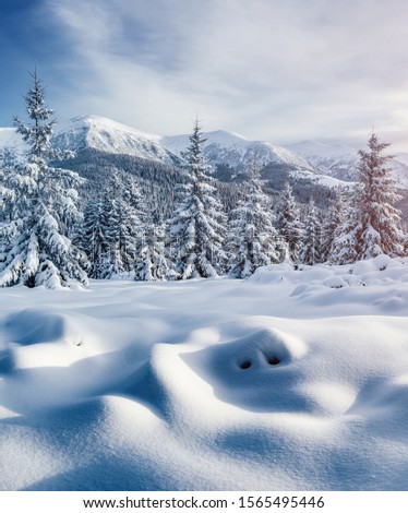 Attractive image of spruces covered in snow. Frosty day, exotic wintry scene. Location place Carpathian national park, Ukraine, Europe. Perfect winter nature wallpapers. Happy New Year! Beauty world.