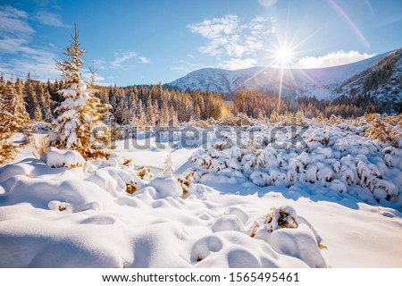 Fantastic winter landscape with spruces covered in snow. Frosty day, exotic wintry scene. Location place Carpathian mountains, Ukraine, Europe. Winter nature wallpapers. Happy New Year! Beauty world.