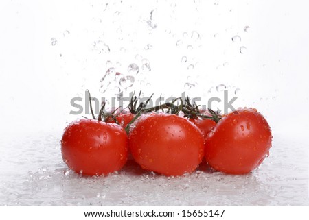 Red organic tomatoes on vine washed in water