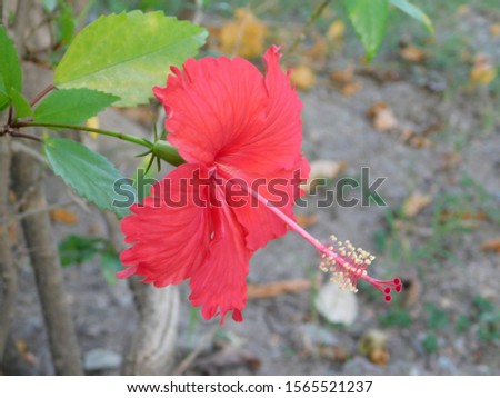 Picture of red flowers
In nature on a blurred background