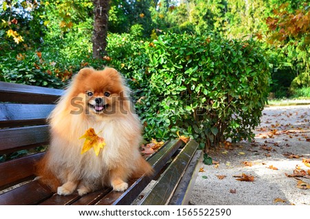Pomeranian spitz, beautiful fluffy dog sitting on a bench in the autumn park