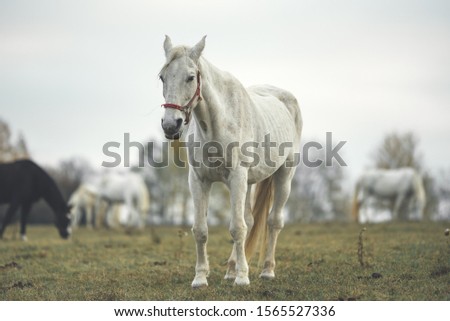 Portrait white horse on pasture.