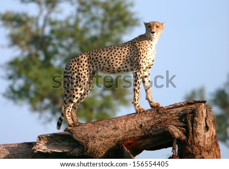 A female cheetah on a tree stump
