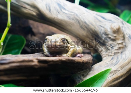 Close up of a frog sitting on a rock