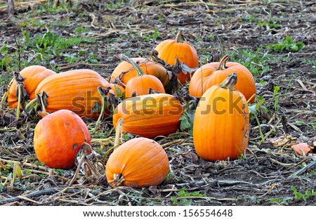 A field with fall harvest of pumpkins