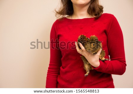 Funny brown guinea pig and fir cone in woman's hand