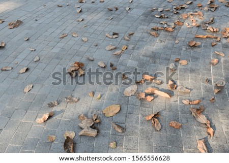 Pictures of dry leaves on the cement ground in the morning in the park
Nature on a blurred background