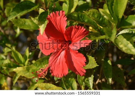 Pictures of red flowers ground in the morning in the park
Nature on a blurred background