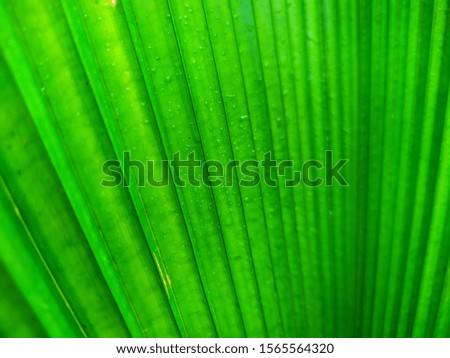 Close up of palm leaf texture with fresh green color and a little dew, this picture can be used as background or wallpaper.