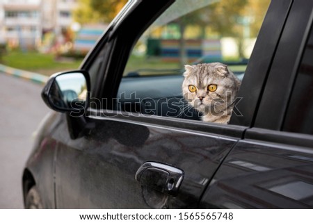 Cat looks out of the car window. Traveling with a pet Royalty-Free Stock Photo #1565565748