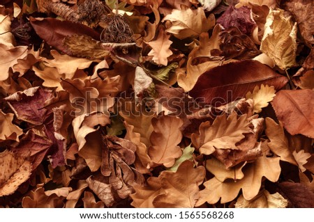 Beautiful autumn background with leaves close up. Colorful Outdoor fall concept