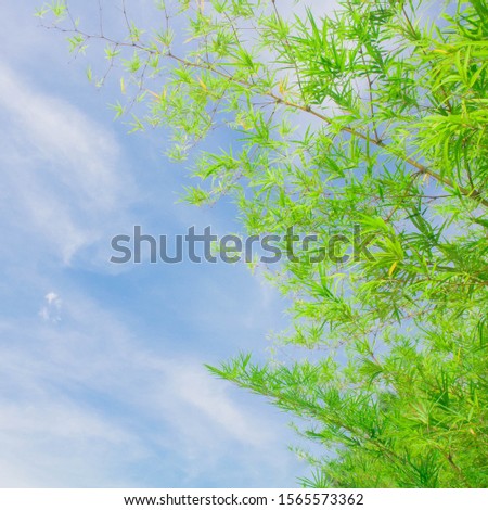 green bamboo leaves with blue sky and some clouds