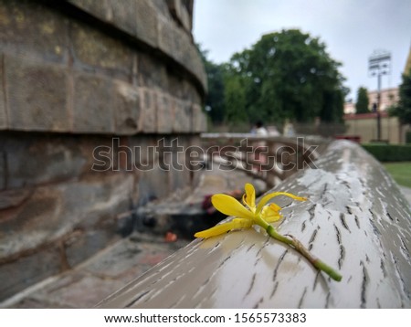 Buddha taught the world the meaning of peace and truth. Lotus (flower) and Stupa are his signs. This picture represents a flower( a sign of peace)  with Sarnath Stupa standing in the background.