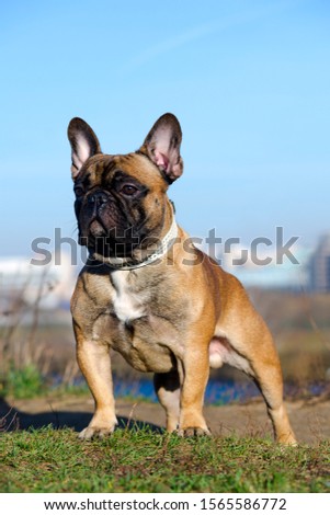 Beautiful young dog of French Bulldog breed poses against blue sky background in the sunny park. 