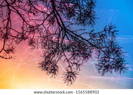 Fantastic forest background with pine tree branches silhouette under colorful sky with light line traces, mixed media