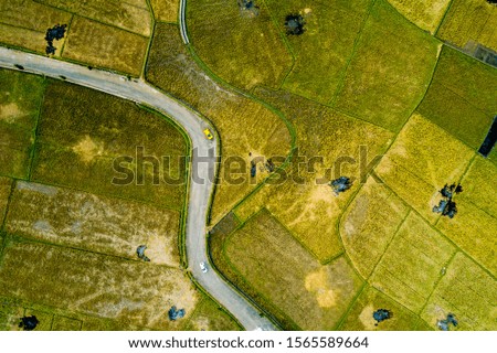 Aerial View of Rice Field, Vast Rice Field View, Drone View 