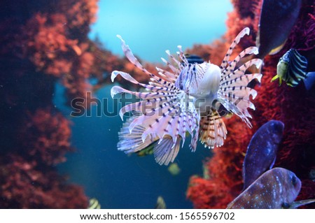Luna lionfish (Pterois lunulata) swimming around the sand bed.
Luna lion fish hovering in the deep water. 