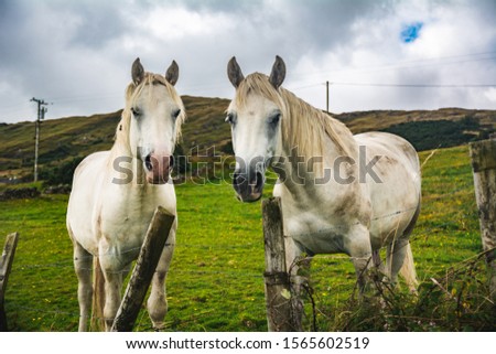 two horses in a field with clouds
