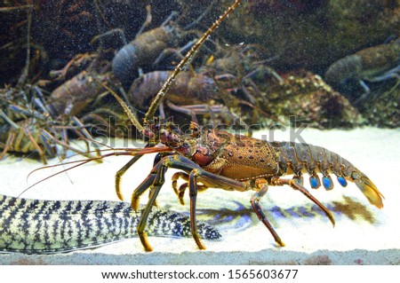 Japanese spiny lobster is walking around the seabed.