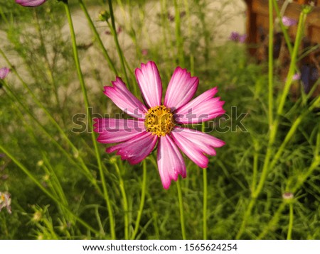 pink star flower in garden