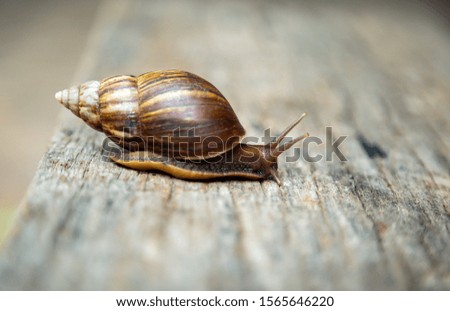 snail is slowly crawling forward on the old wood.