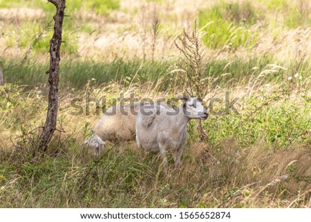 Goat and goat on a meadow