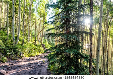 Maroon Bells crater lake hike trail with view of sunrise sun rays in Aspen, Colorado in rocky mountain in summer through tree in forest