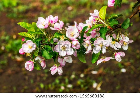 Branch of apple trees with abundant color on the background of soil in the garden