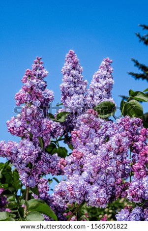 Lilac (Syringa vulgaris) in park