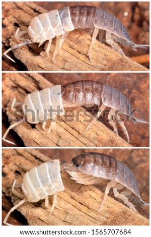 The molt of the exoskeleton’s anterior half of a terrestrial isopod (woodlice)  Porcellio laevis (swift woodlouse). 