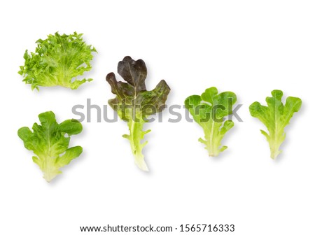 top view mix salad leaves isolated on background with clipping path