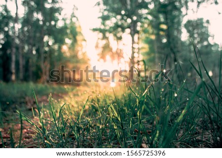 Fresh grass with dew drops at sunrise in spring time background.