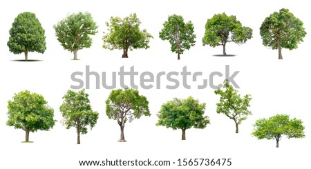 Isolated trees on white background , The collection of trees. Royalty-Free Stock Photo #1565736475