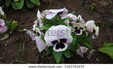 Blooming pansies of white-violet color on a background of green leaves