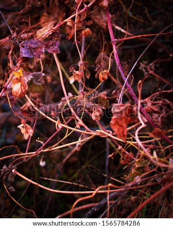 Dry stems of plants and leaves in autumn. Beautiful fall foliage. Pensive mood photo.