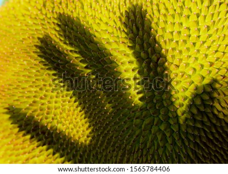 The shadow of a hand on Jackfruit, which becomes like an abstract picture