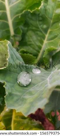 water drops on cauliflower leaf in morning at farm