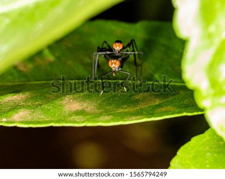 Macro photography of mating insects