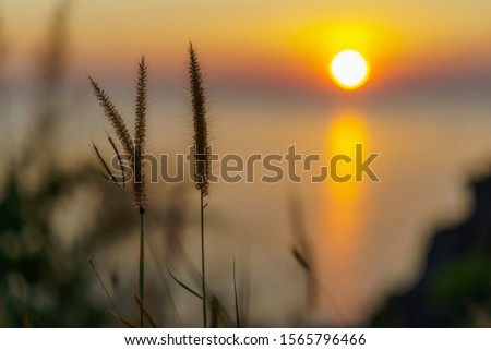 Beautiful of the sunset on the sea with silhouette of grass flower